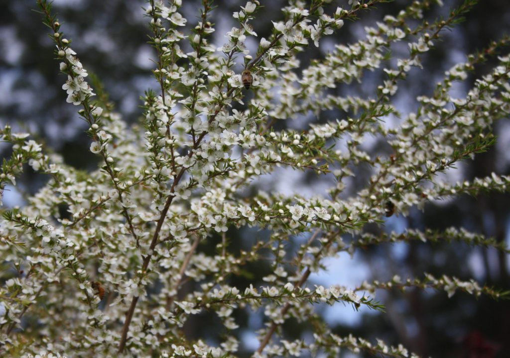 Leptospermum Cardwell