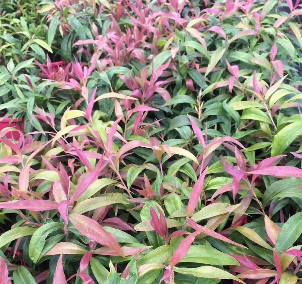 Callistemon Great Balls of Fire