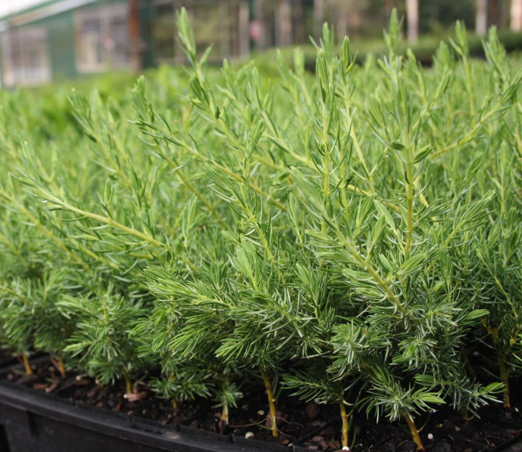 Juniperus conferta