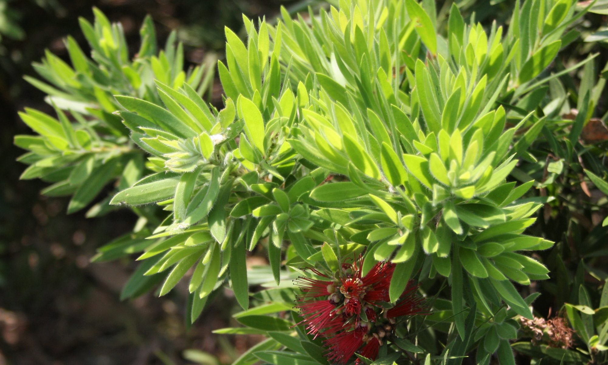 Callistemon Little Caroline - Lakewood Propagation