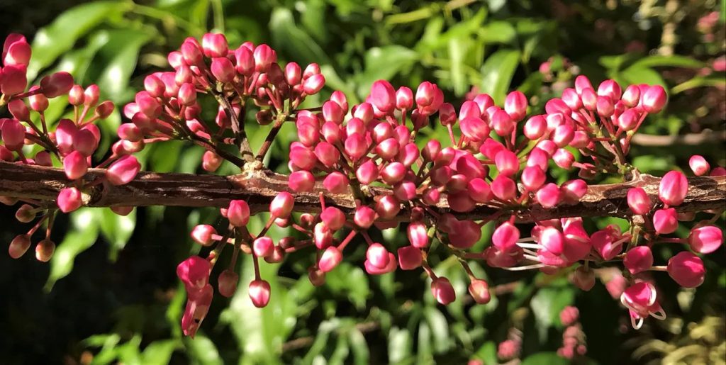 Melicope rubra Blush flowers