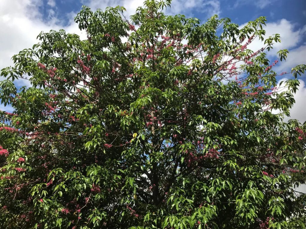 Melicope rubra Blush tree