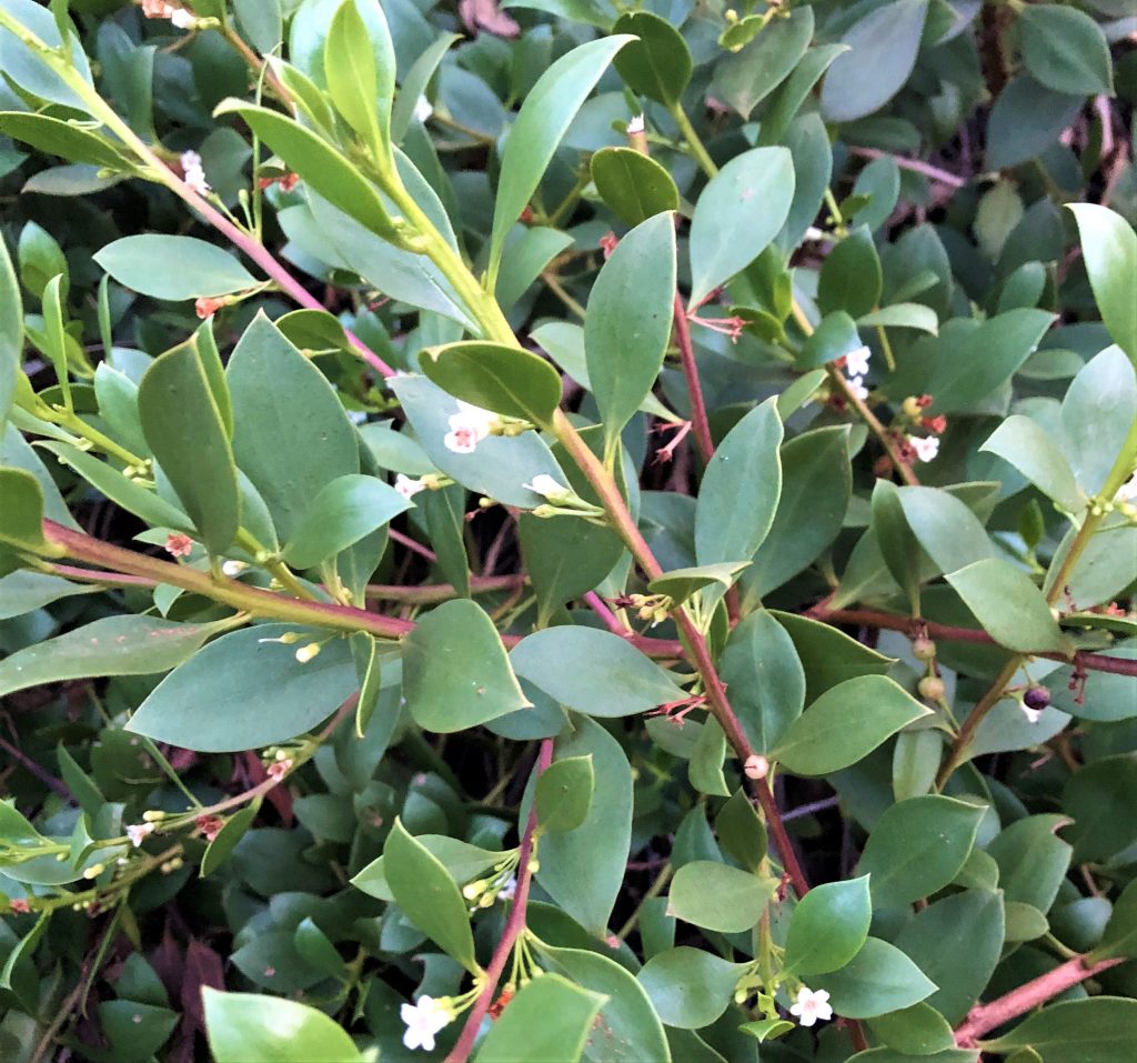 Myoporum ellipticum