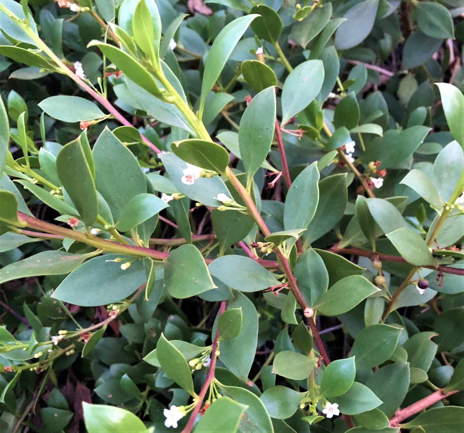 Myoporum ellipticum - ground cover