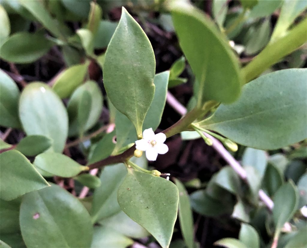 Myoporum ellipticum