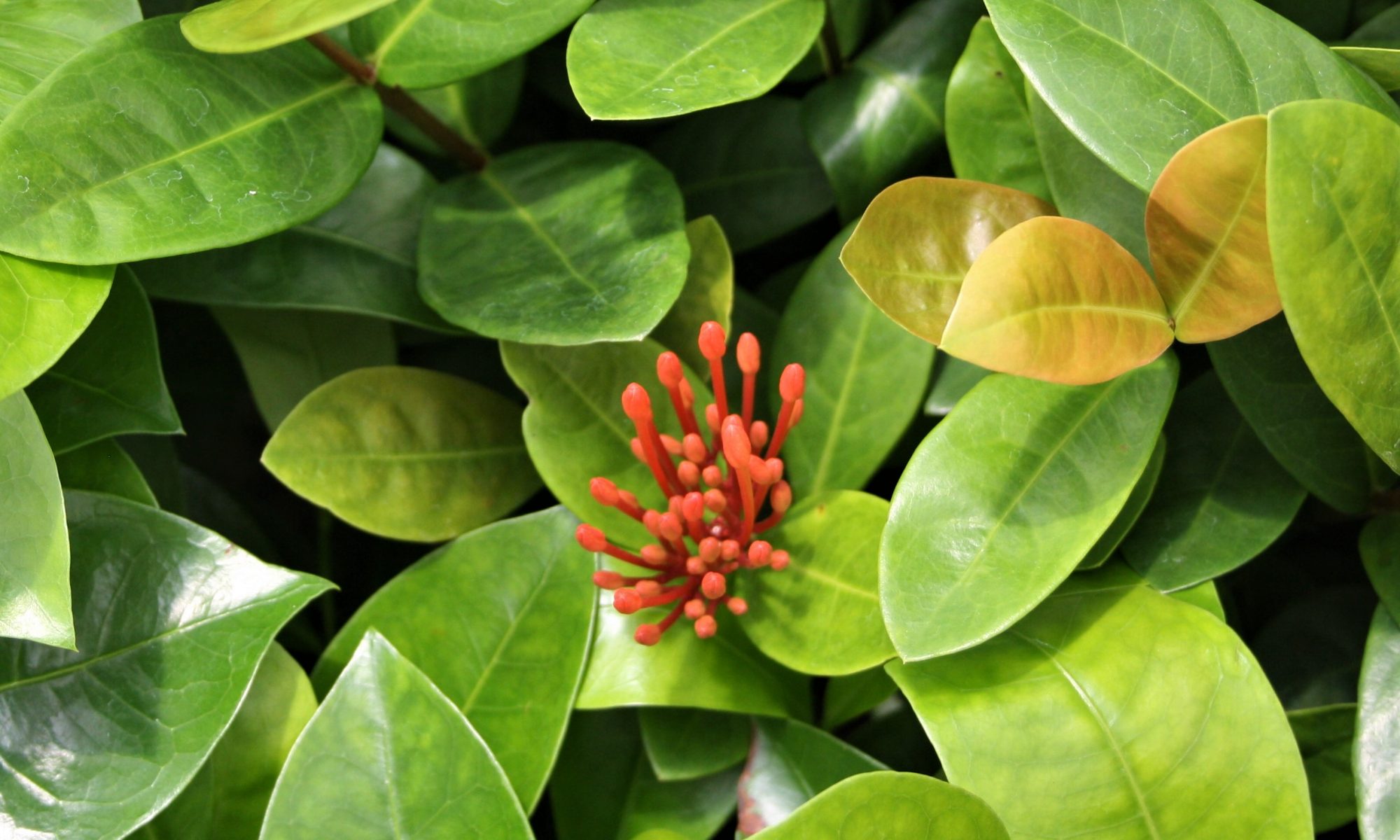 Ixora Coral Fire