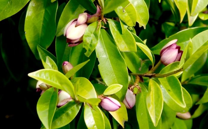 Michelia figo - Port Wine Magnolia
