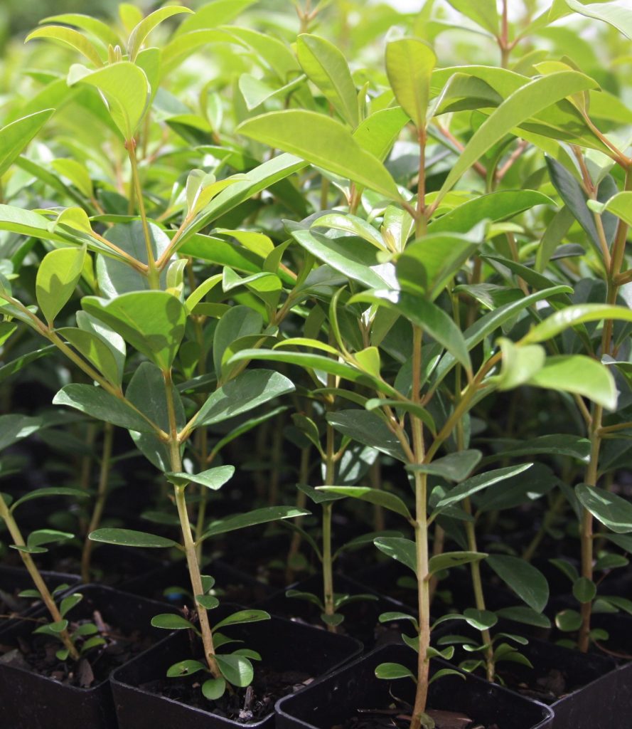 Syzygium Resilience