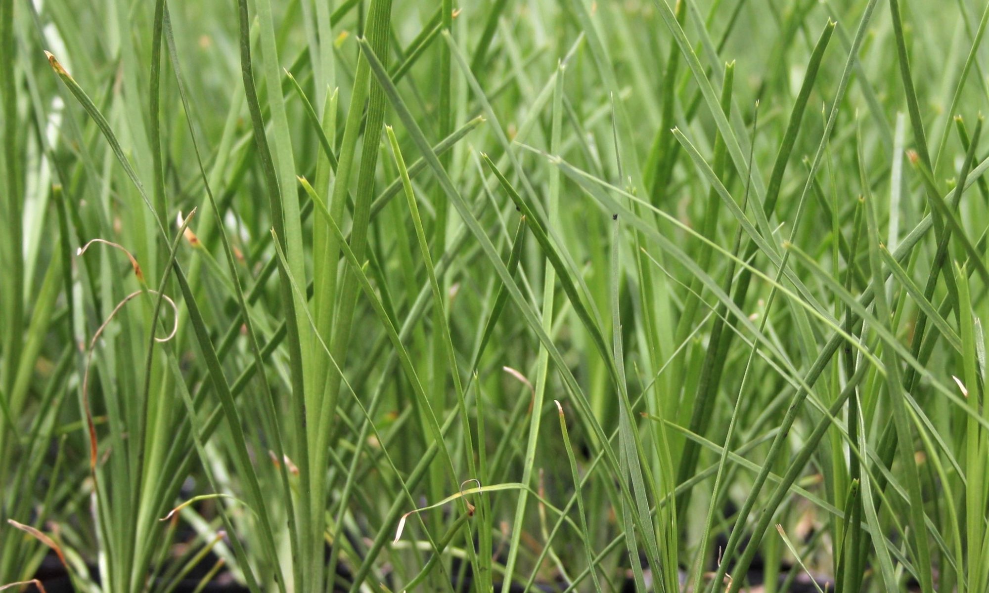 Lomandra Echidna Grass
