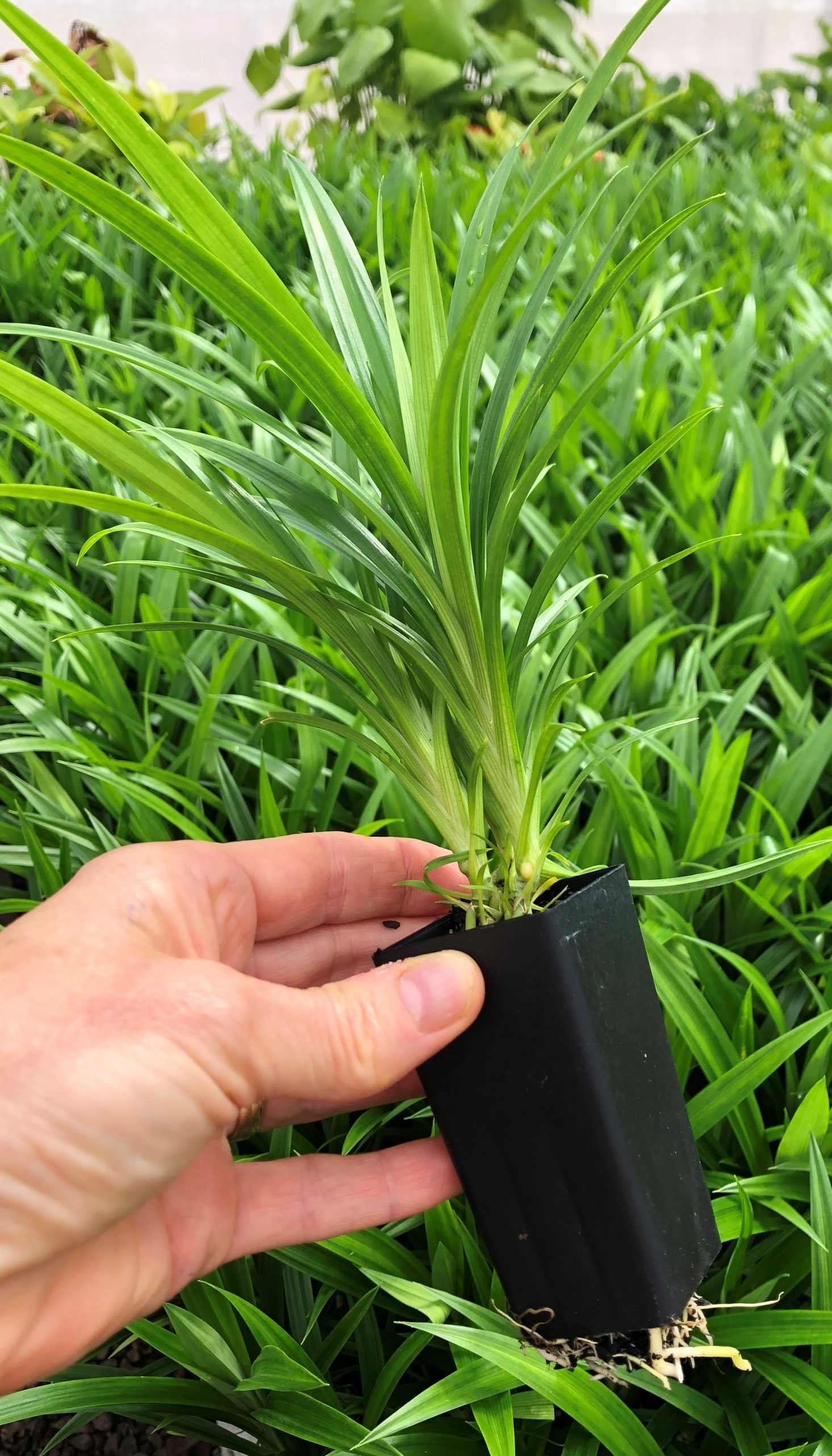 Pandanus Amaryllifolius Pandan Lakewood Propagation