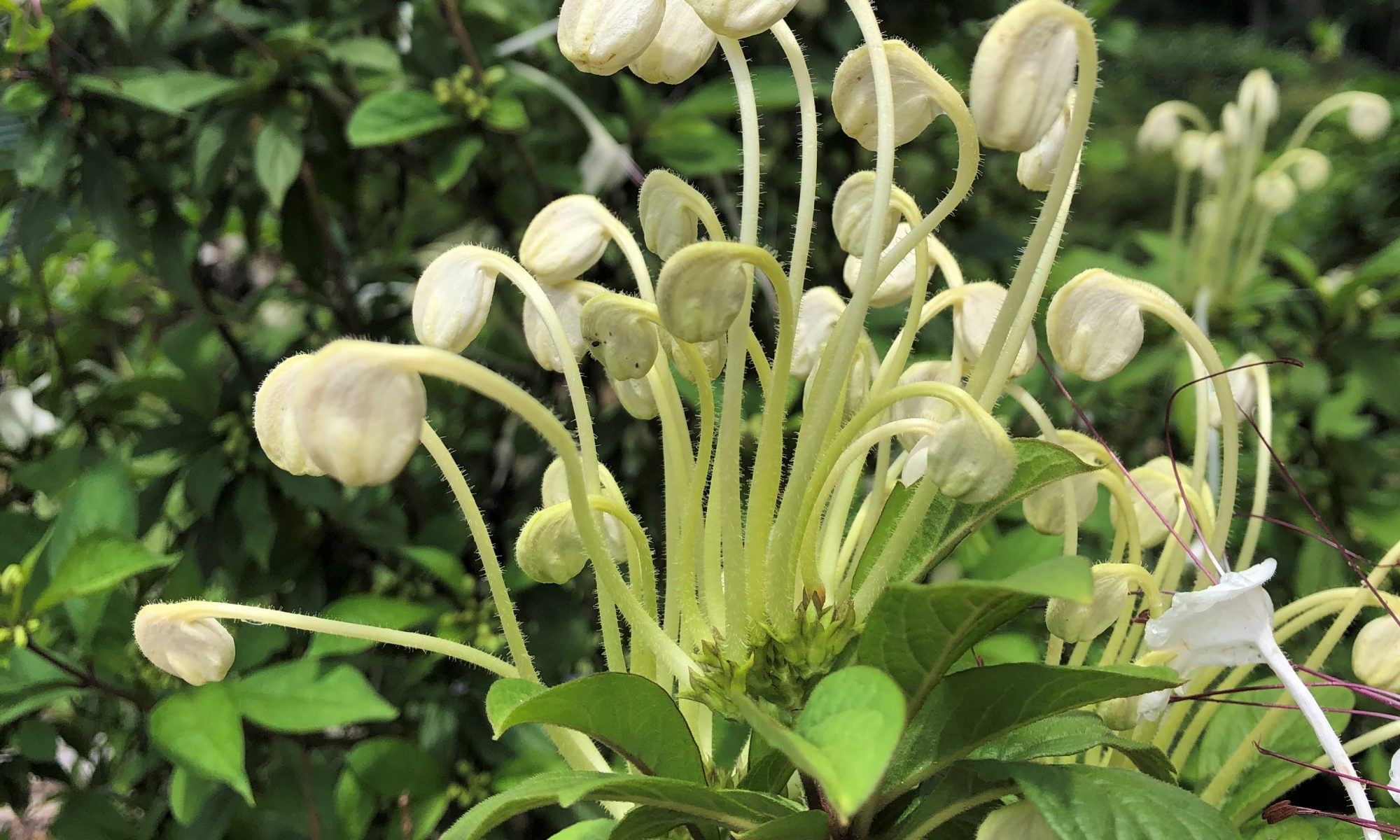 Rotheca Musical Note Plant - flower