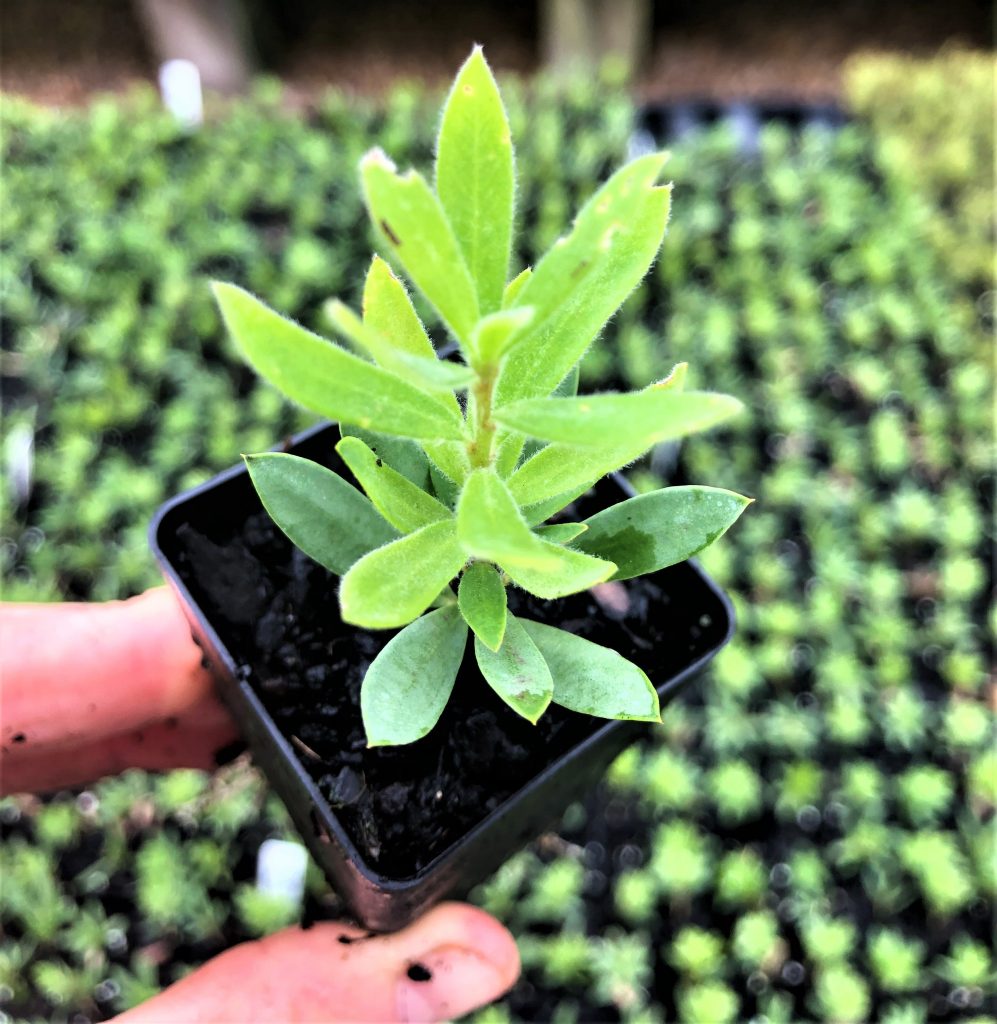 Callistemon Little John