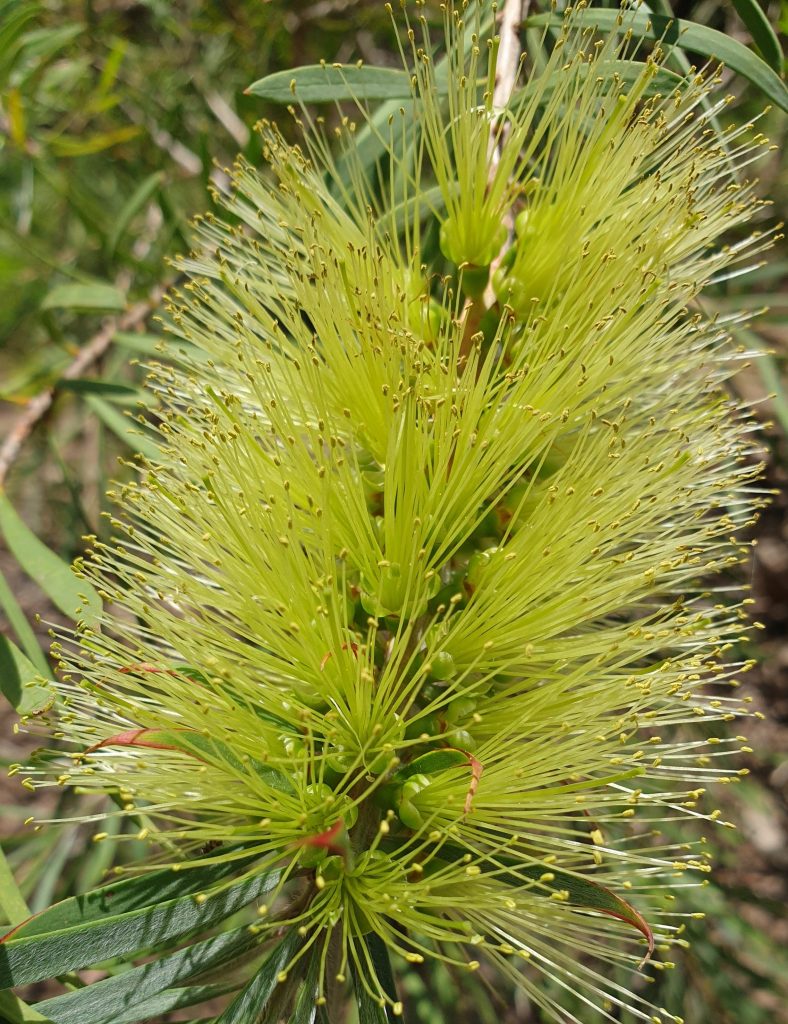 Callistemon pachyphyllus Green