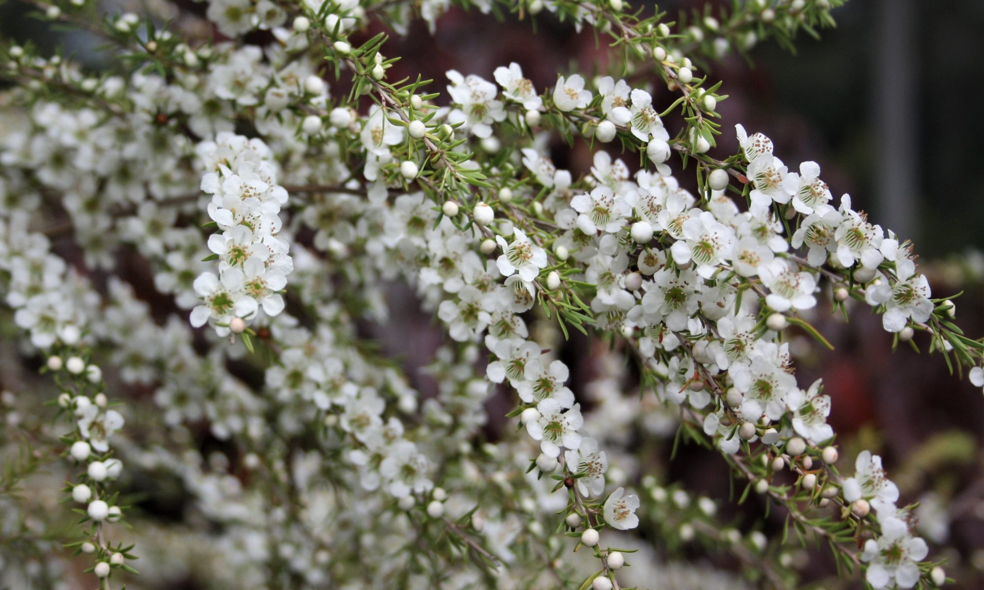 Leptospermum Cardwell Lakewood Propagation