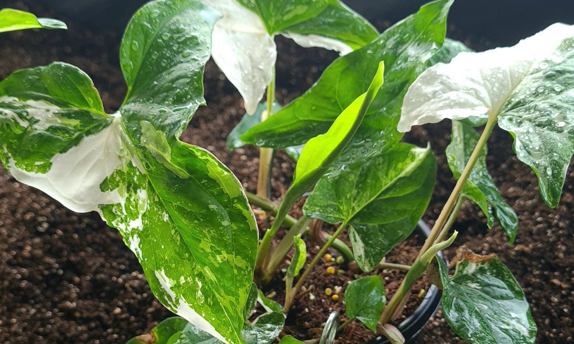 Syngonium Fantasy Lakewood Propagation