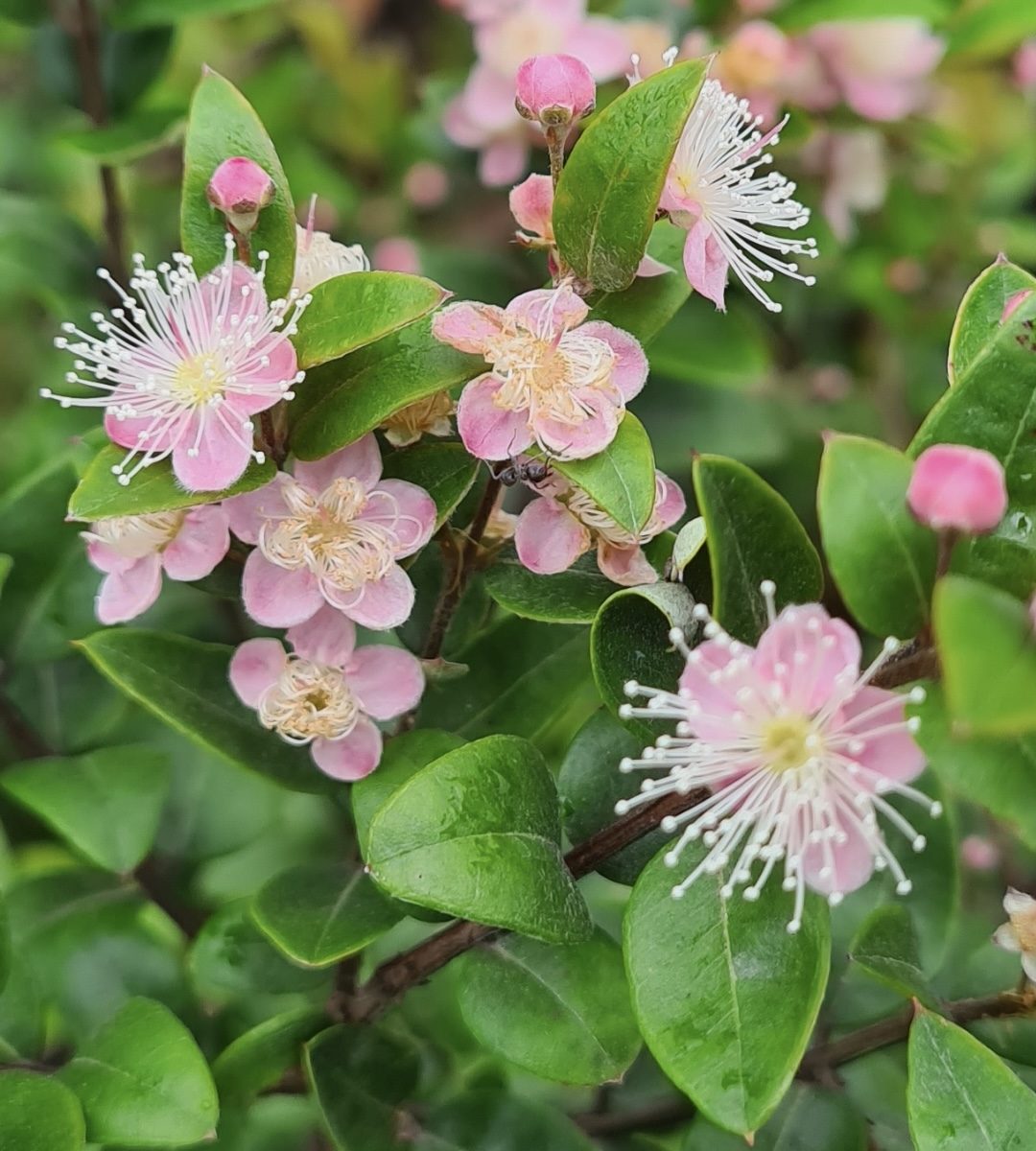 Austromyrtus Blush flower